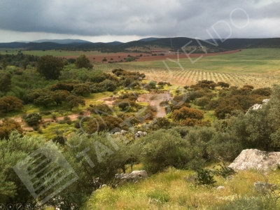 Grasslands of Extremadura (Badajoz)